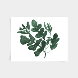 Arugula Print - Spruce